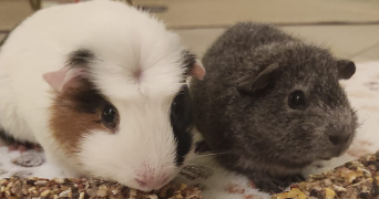 noémie pet sitter à VERRIERES LE BUISSON 91370_0