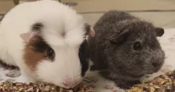 noémie pet sitter à VERRIERES LE BUISSON 91370