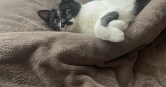 elena pet sitter à CLAMART 92140_7