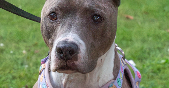 alicia pet sitter à Diemeringen 67430_1