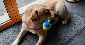 gaïa pet sitter à CARQUEFOU 44470_1