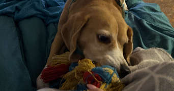 sarah pet sitter à BISCHHEIM 67800_4