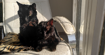 ophélie pet sitter à LUDRES 54710_0