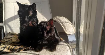 ophélie pet sitter à LUDRES 54710
