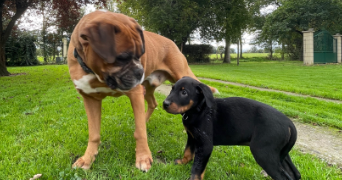 ethan  pet sitter à ANGERS 49000_1