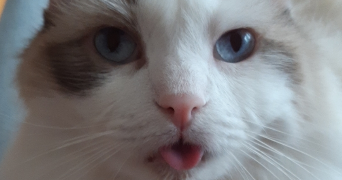 stéphane cat sitter à PARIS 19 75019_0