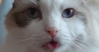 stéphane cat sitter à PARIS 19 75019