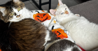 celine pet sitter à BEAUSSAIS SUR MER 22650_1