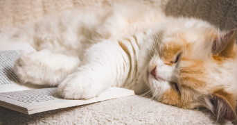 oceane pet sitter à SEVRIER 74320_12