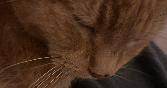 claire pet sitter à PARIS 09 75009_5