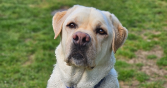 marlene pet sitter à AUNEAU BLEURY ST SYMPHORIEN 28700_23