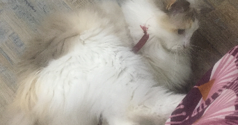 elsa pet sitter à Chevreuse 78460_4