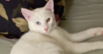 nasma pet sitter à POITIERS 86000_1