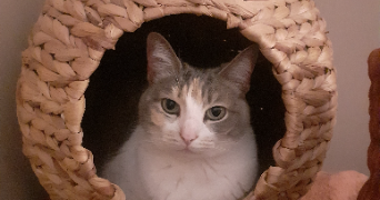 célia cat sitter à NANTES 44000_2
