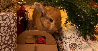 charlene pet sitter à MONT ST AIGNAN 76130_8