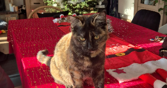 charlène pet sitter à STE GENEVIEVE 60730_6