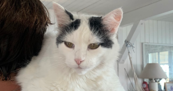elisa pet sitter à BORDEAUX 33200_2
