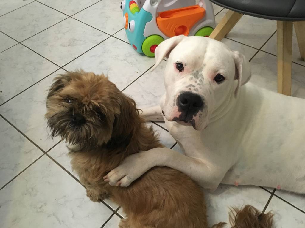 Anais pet sitter à Dechy 59187