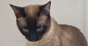 marwa pet sitter à LA CIOTAT 13600_5