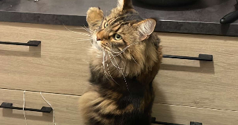 nikolic pet sitter à MONTRABE 31850_7