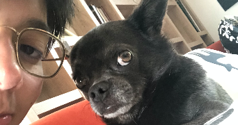 kyo pet sitter à RUEIL MALMAISON 92500_1