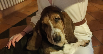 caroline pet sitter à NOISY LE GRAND 93160_1