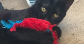 dana pet sitter à Le Chambon Feugerolles 42500_2