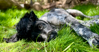 luuna pet sitter à ST ANDRE DE CHALENCON 43130_8