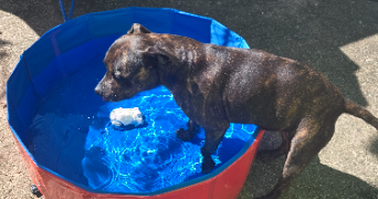 marie pet sitter à BOURBON LANCY 71140_4