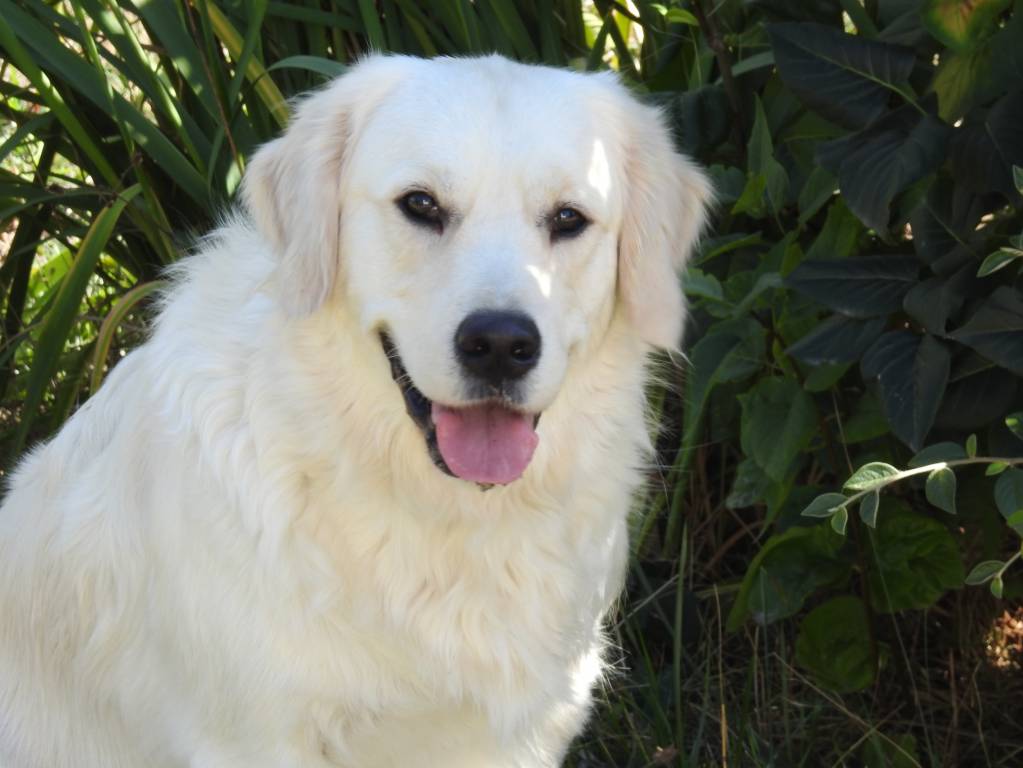 claire pet sitter à Vernon 27200_3