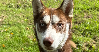 camille pet sitter à Plescop 56890_9