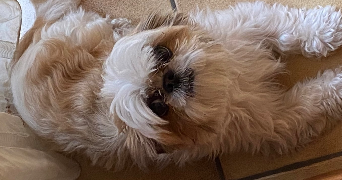 flora pet sitter à MARLY 59770_3