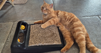 eulalie pet sitter à LALINDE 24150_4