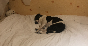 audrey pet sitter à PLOUZANE 29280_5