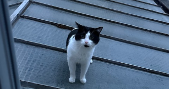 hortense cat sitter à LILLE 59000_1
