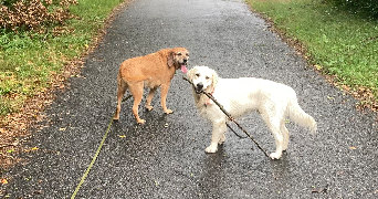 ilana pet sitter à NOVALAISE 73470_1