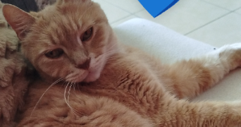 mélaine pet sitter à ST PIERRE DE BAT 33760_3