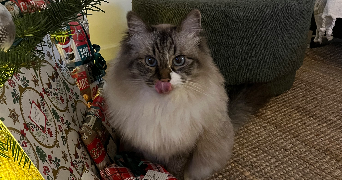 caroline pet sitter à VILLIERS ST FREDERIC 78640_3