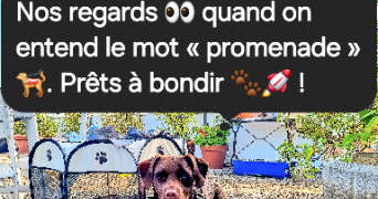andrea pet sitter à PARIS 11 75011_9