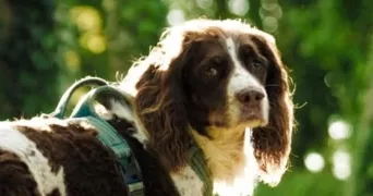 chabaneix pet sitter à LANNION 22300