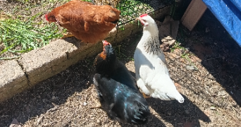 helene pet sitter à AUBENAS 07200_5