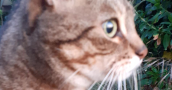 lucie cat sitter à PESSAC 33600_4
