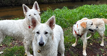 candice pet sitter à EYSINES 33320_9