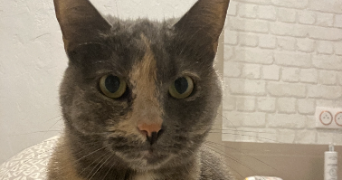 lubin cat sitter à FONTENAY AUX ROSES 92260_3