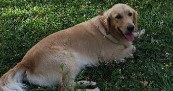 guylène pet sitter à AYSE 74130_18