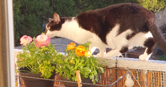 laurence pet sitter à SETE 34200_4
