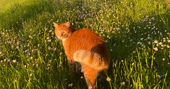 séraphine pet sitter à PARIS 18 75018_3