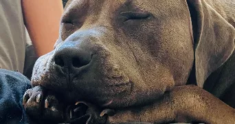 déborah pet sitter à Gières 38610