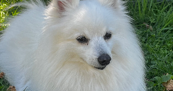 léna pet sitter à LIMOGES 87100_0