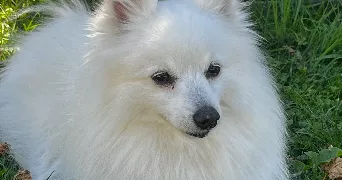 léna pet sitter à LIMOGES 87100